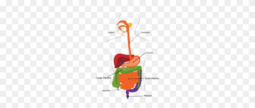 207x297 Simplified Digestive System Clip Art - Esophagus Clipart