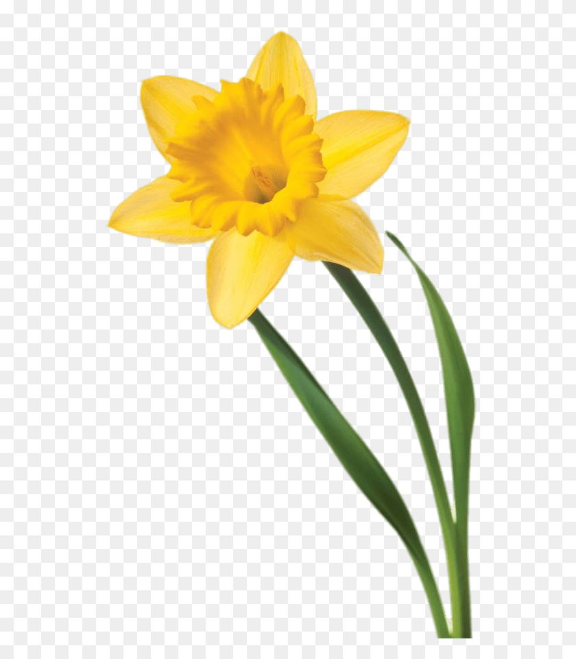 601x900 Single Daffodil Transparent Png - Daffodil Clip Art