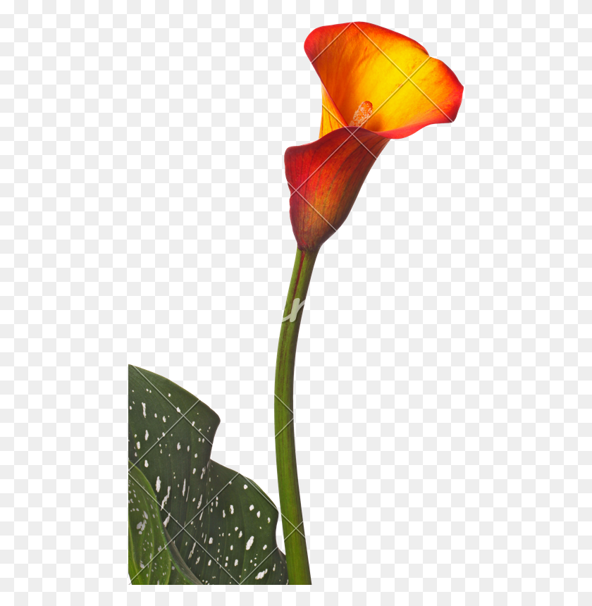 476x800 Single Flower Of An Orange Calla Lily And Partial Leaf - Single Flower PNG