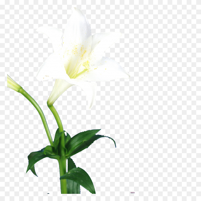 5000x5000 Single Lily Flower Image - Calla Lily PNG
