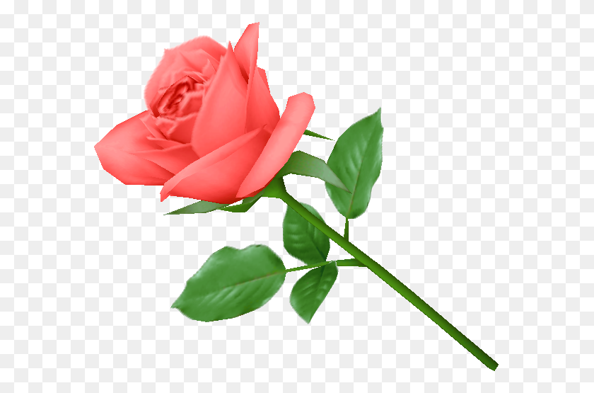 575x495 Single Pink Rose Image Picture - Single Flower PNG