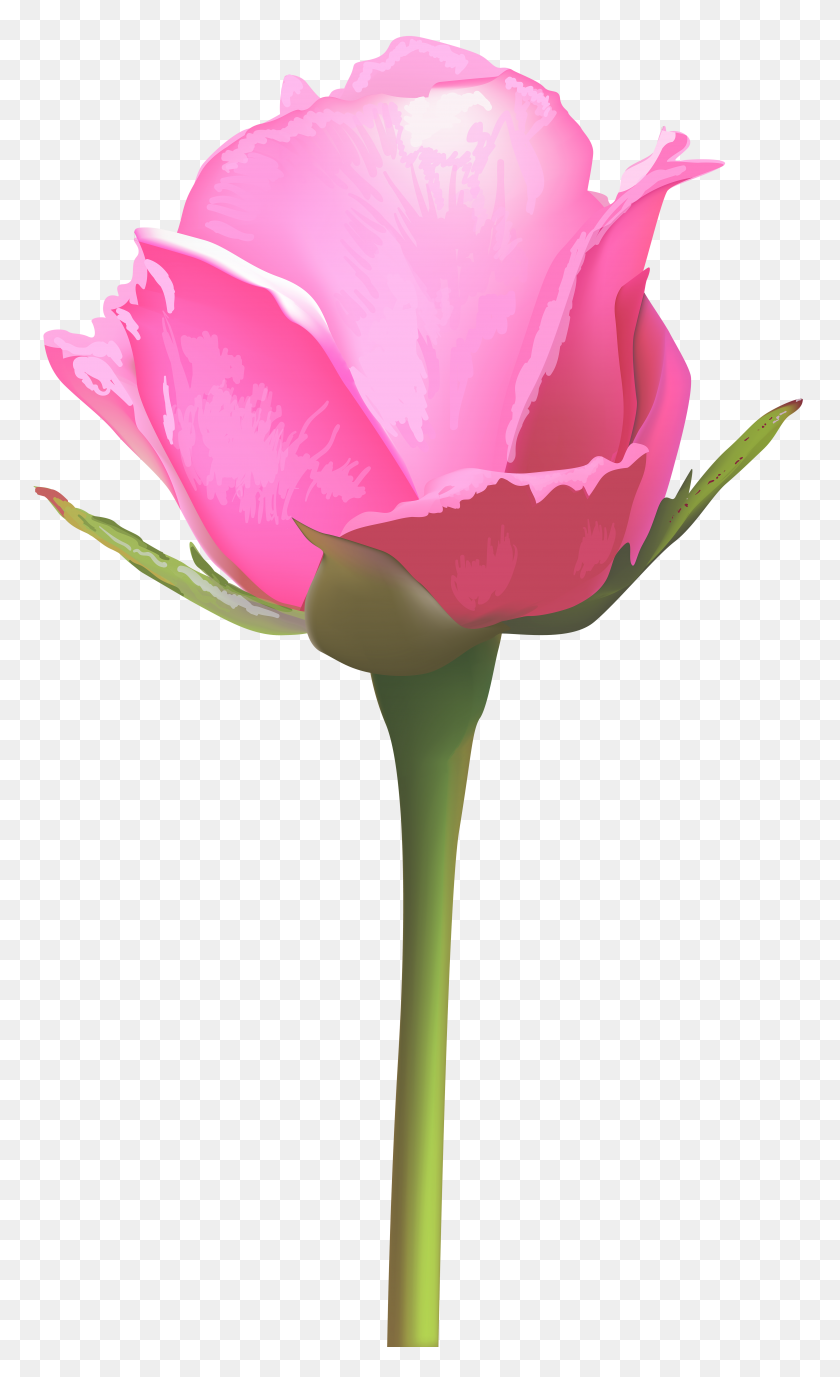 4736x8000 Одиночная Розовая Роза Png Клипарт - Розовая Роза В Png