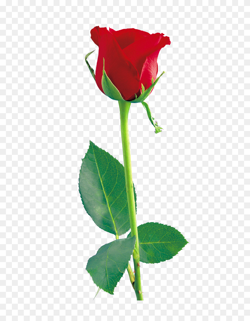 504x1018 Одиночная Красная Роза Png - Одиночная Роза Png