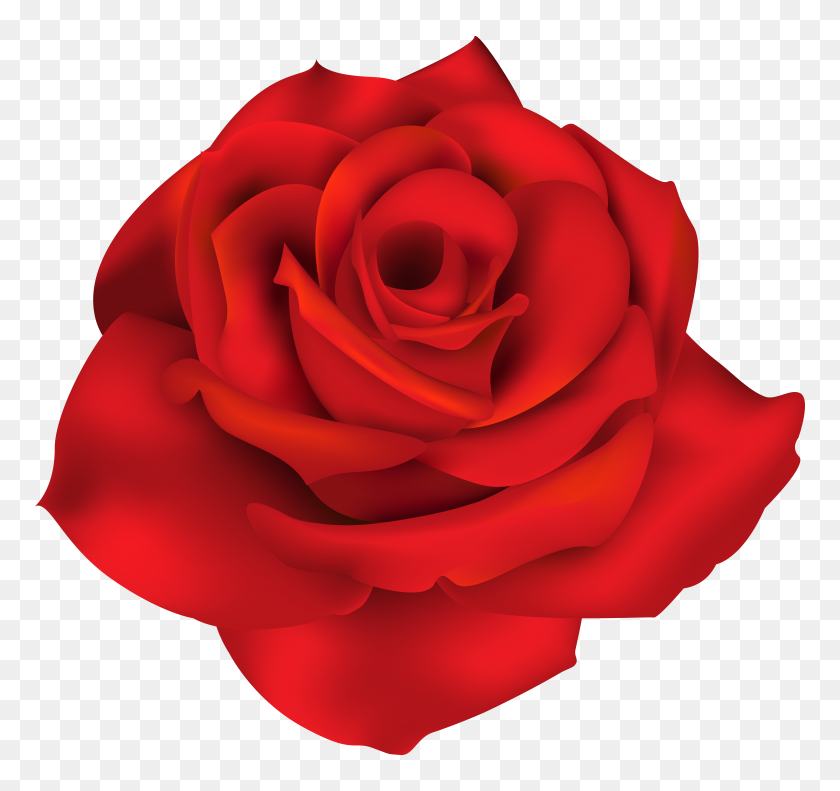 8000x7498 Одна Красная Роза Png Клипарт - Один Цветок В Png
