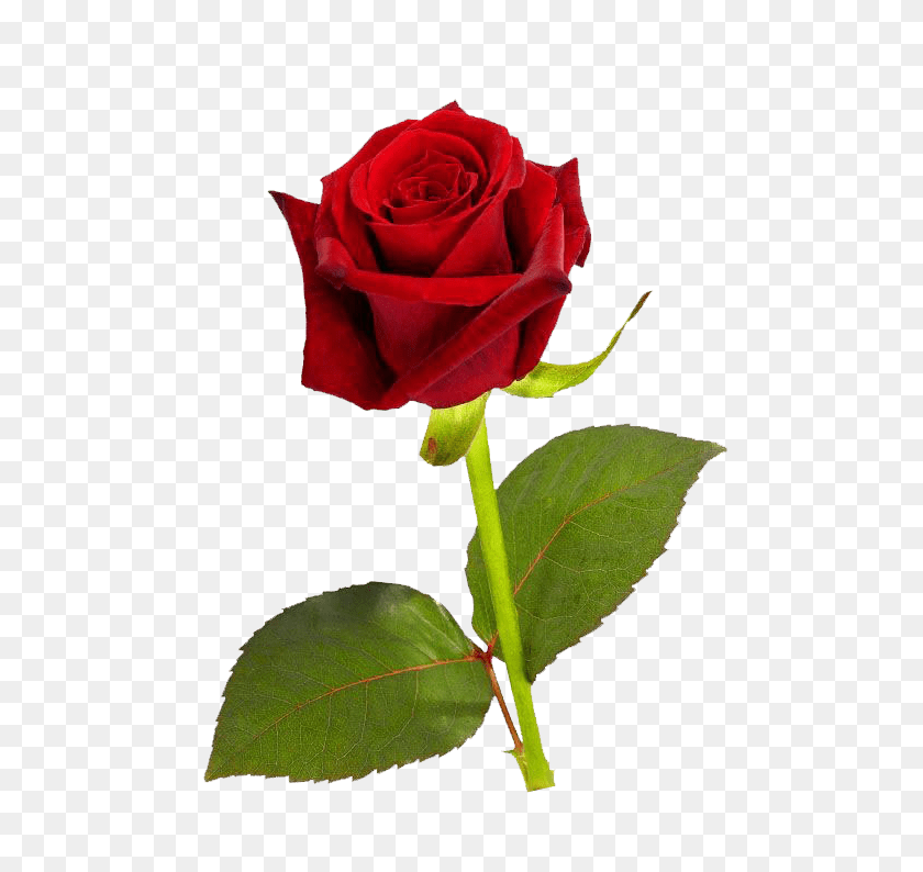 501x734 Одиночная Красная Роза На Прозрачном Фоне - Красная Роза В Png