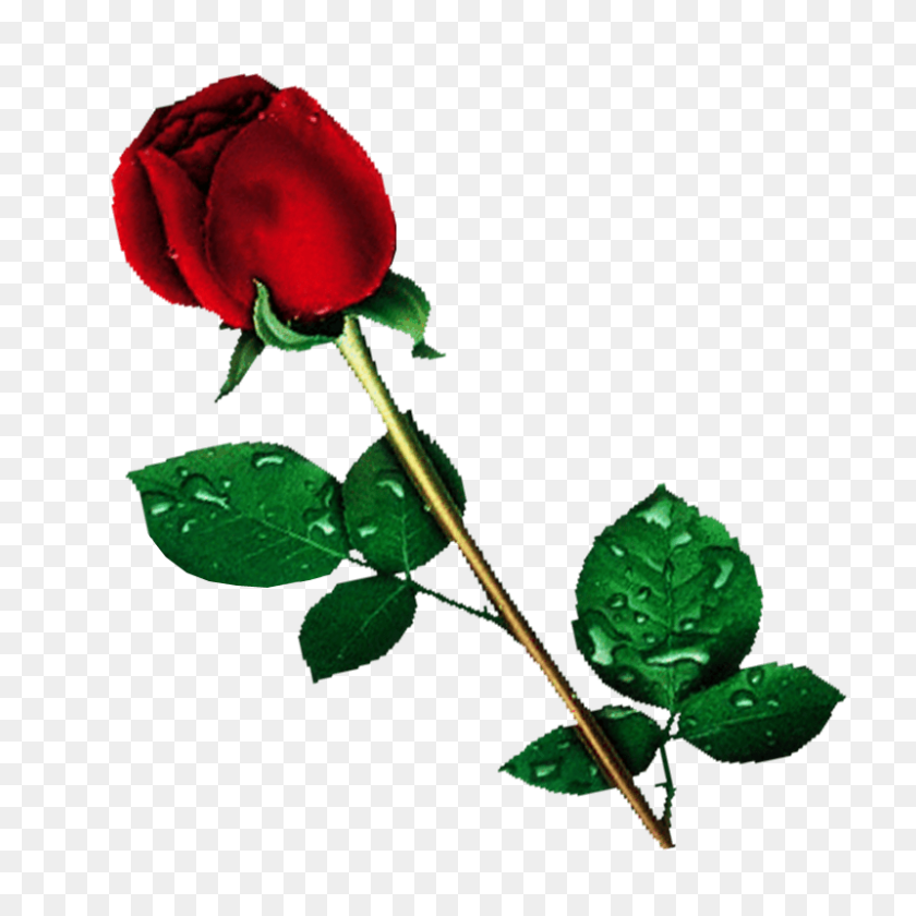 800x800 Single Red Rose Transparent Background Flower - Single Flower PNG