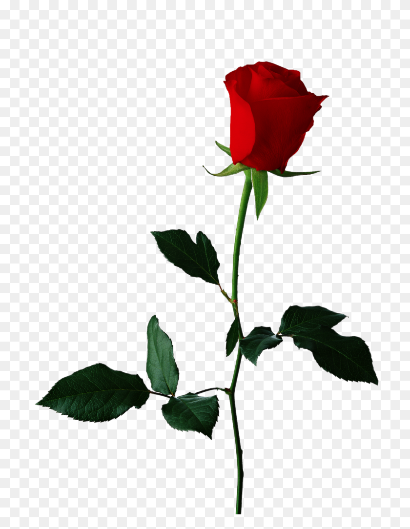 727x1024 Одна Красная Роза На Прозрачном Фоне Вектор, Клипарт - Роза Вектор Png