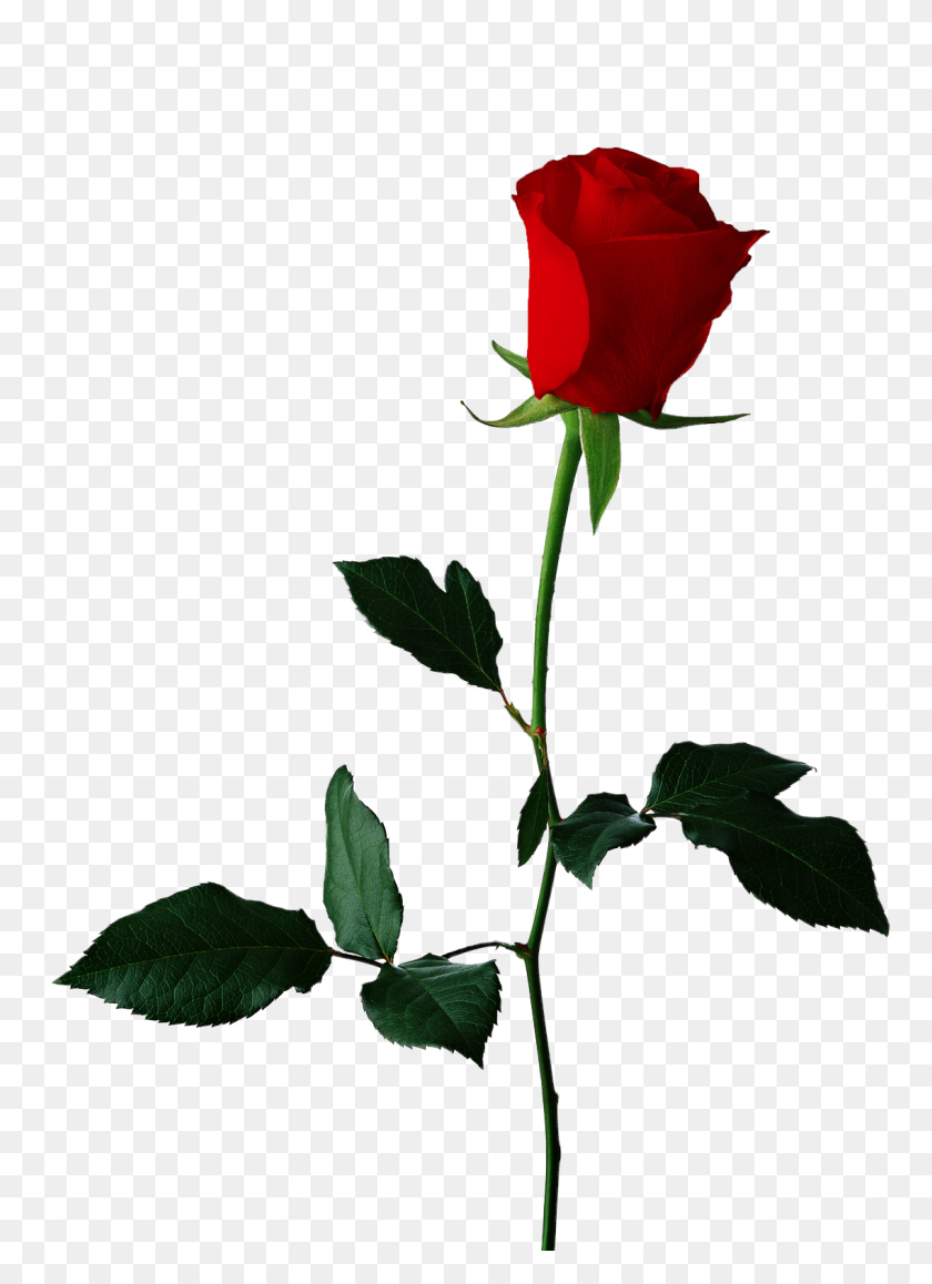 1136x1600 Vector De Fondo Transparente De Una Sola Rosa Roja, Imágenes Prediseñadas - Una Sola Flor Png