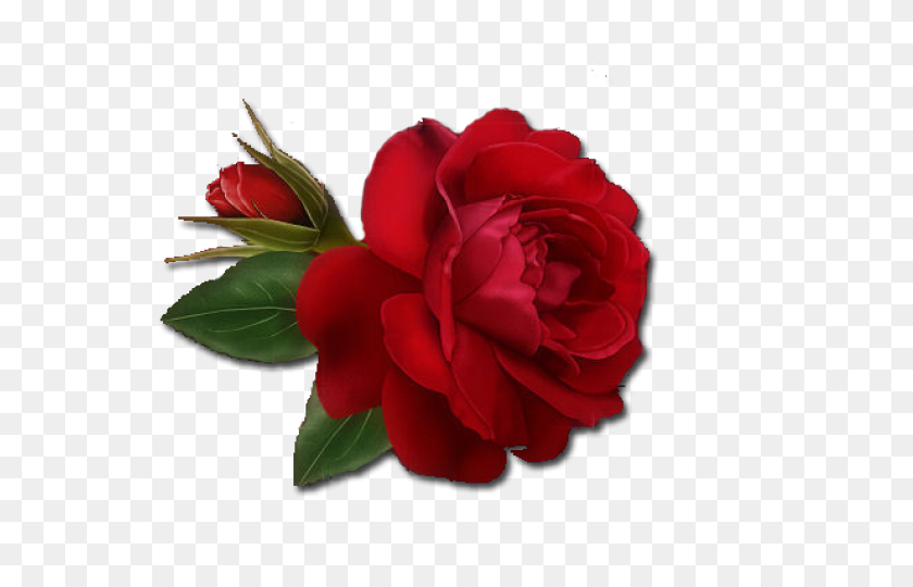 640x480 Single Rose Clipart - Single Rose PNG