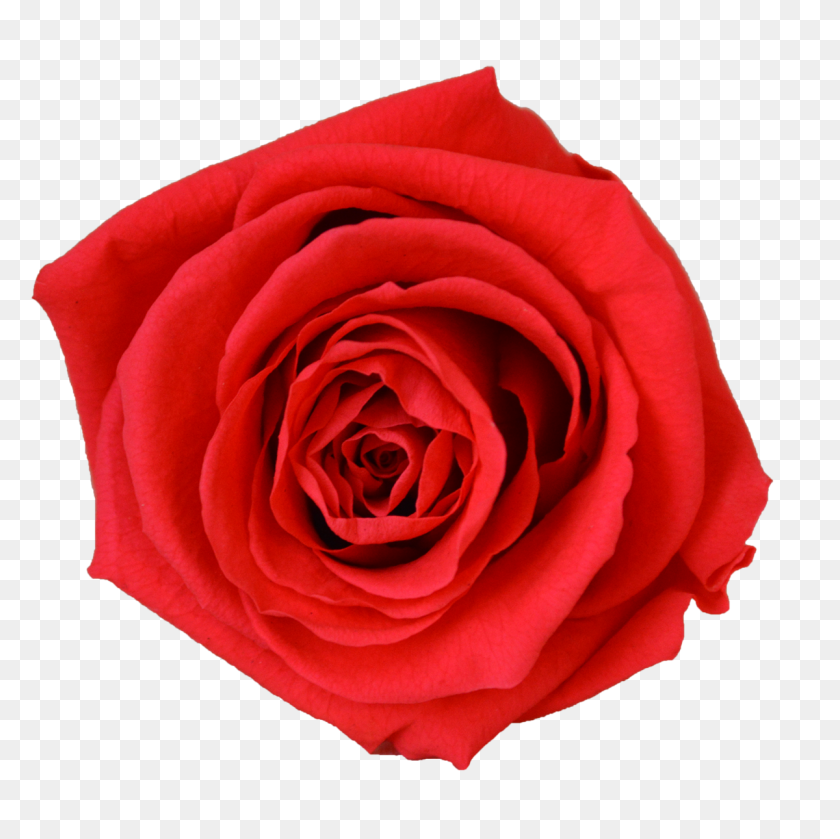 1200x1199 Single Rose Votive Luxe Bloom - Single Rose PNG