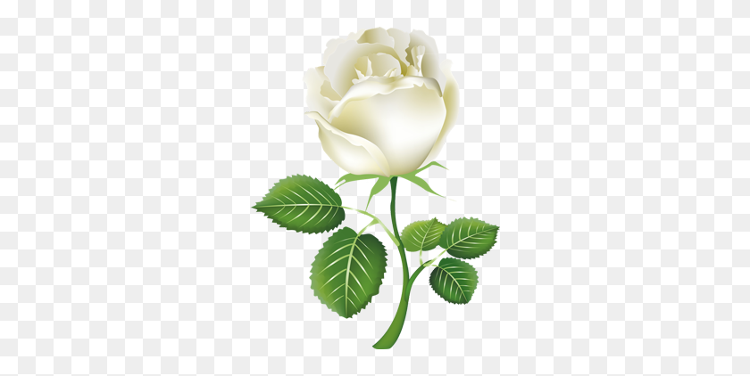 280x362 Одиночная Белая Роза. Бесплатный Клипарт - Одиночная Роза.