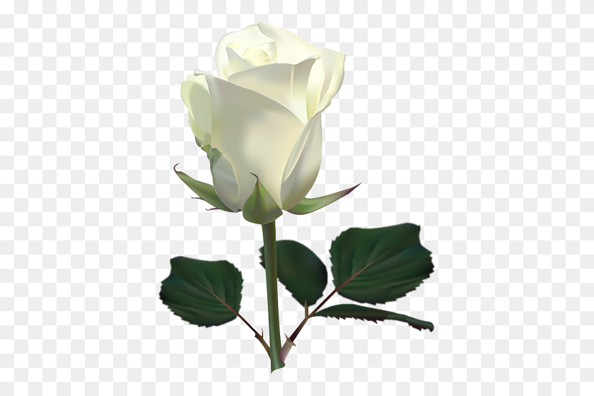 429x500 Single White Rose Png - Single Rose PNG