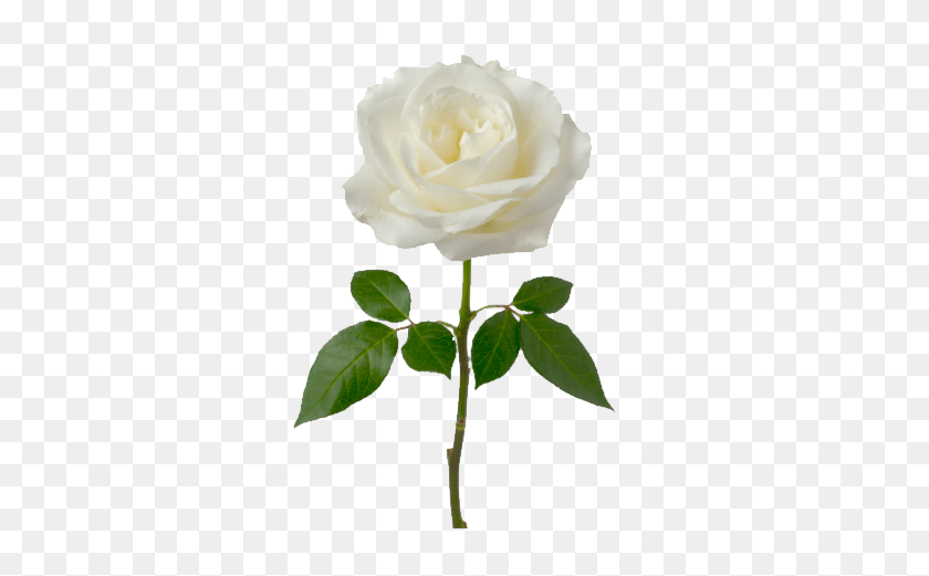 372x461 Single White Rose Transparent Png - White Rose PNG