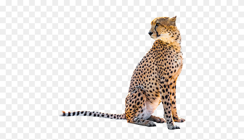 447x424 Sitting Leopard Png Transparent Image Png Arts - Cheetah PNG