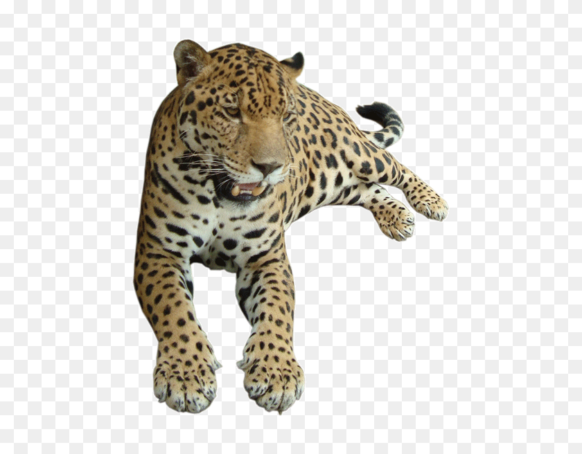 500x596 Size Upload Date - Leopard PNG