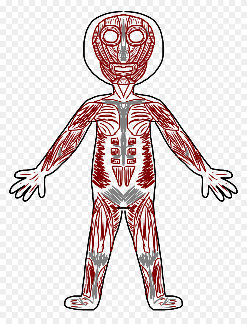 1200x1600 Skeletal Muscle Clip Art - Joint Clipart