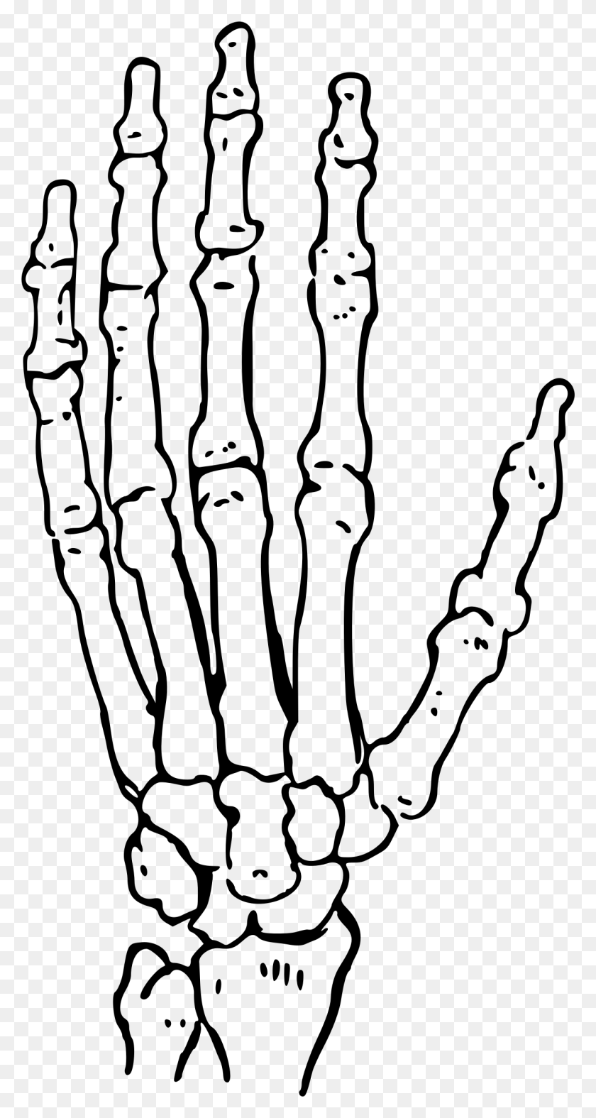 1235x2399 Skeleton Clipart Hand - Spine Clipart