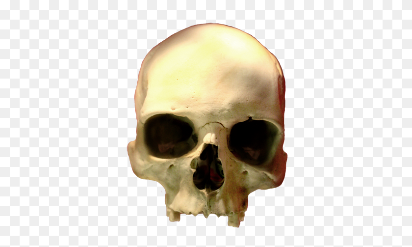 360x443 Cabeza De Esqueleto Png Transparente Imágenes De Cabeza De Esqueleto - Cráneo Png Transparente