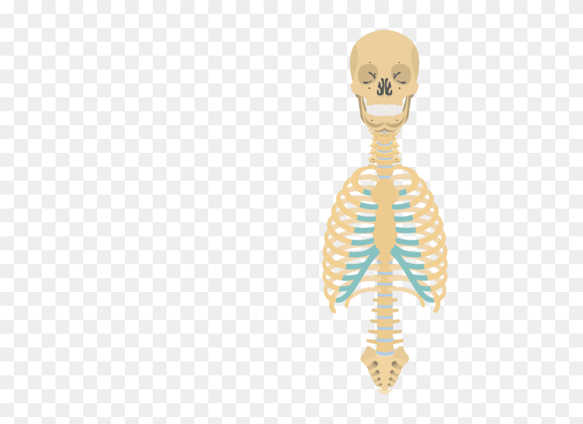 550x550 Skeleton Skeletal System Overview - Skeleton PNG