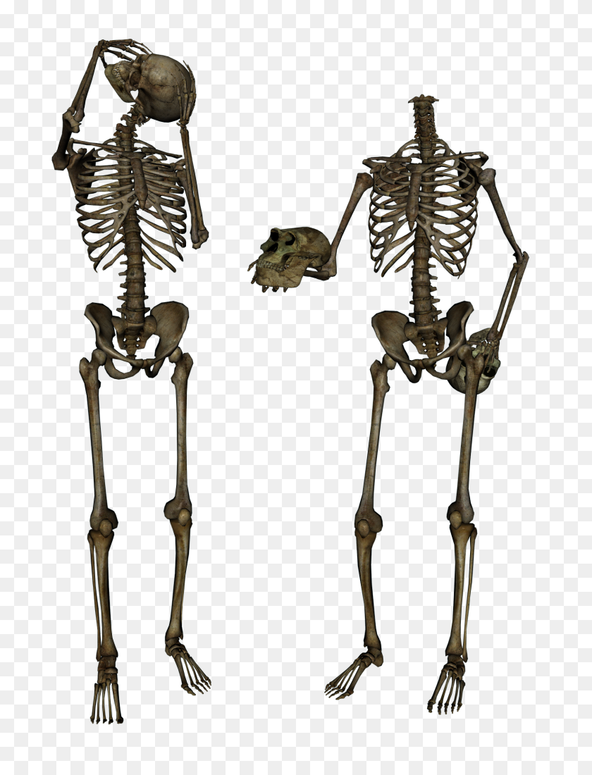 1500x2000 Skeleton, Skulls Png Images Free Download - Human Body PNG