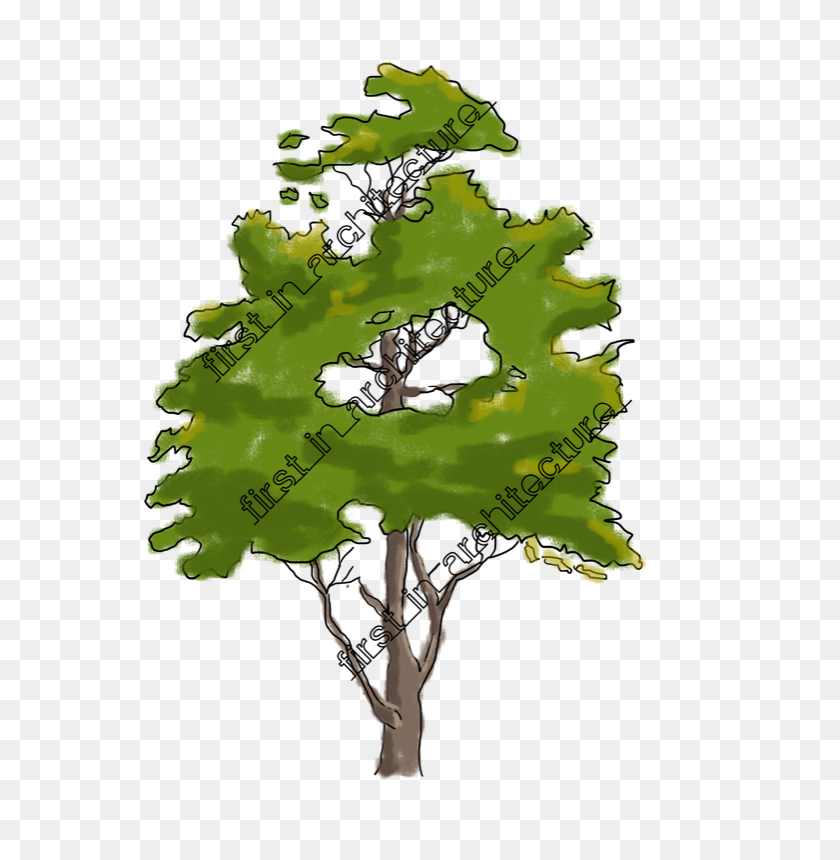 632x800 Sketch Up Components - Tree Plan PNG
