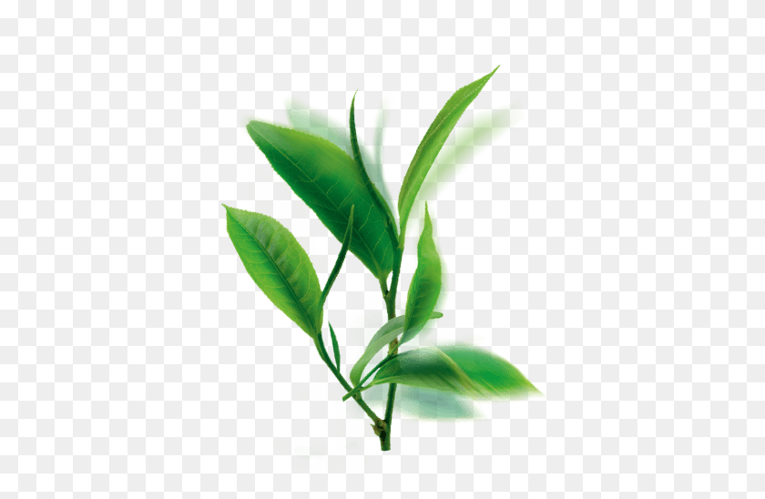 373x488 Активный Очищающий Растительный Тоник С Зеленым Чаем - Чайный Лист Png