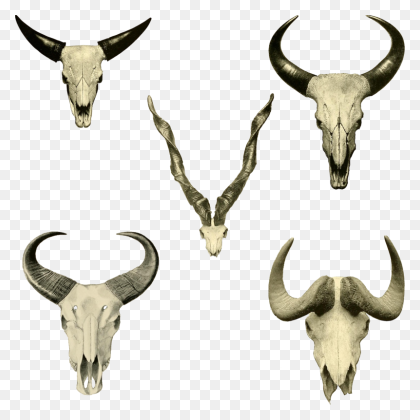 800x800 Skullheads Png - Cow Skull PNG