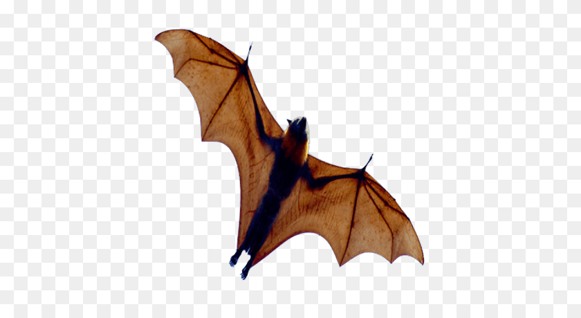 400x400 Small Bat Open Wings Transparent Png - Bat Wings Clipart