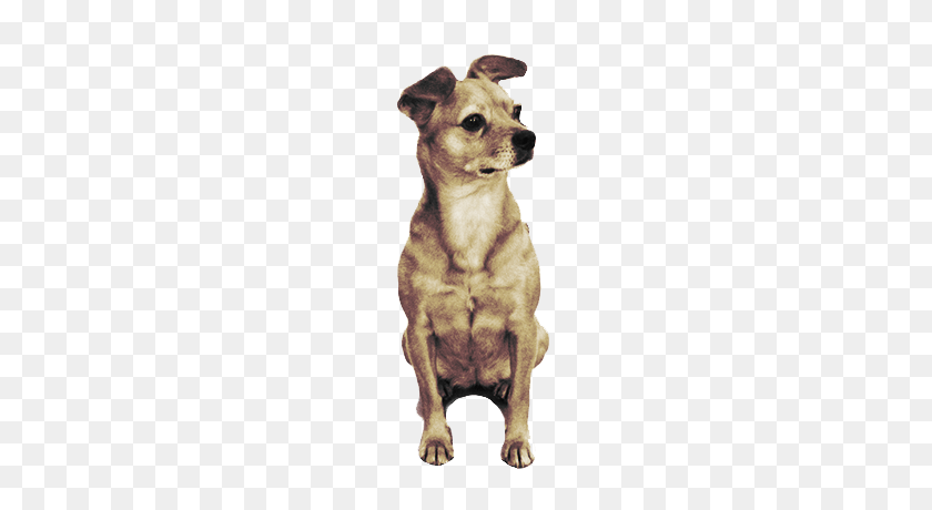 400x400 Small Cute Dog Transparent Png - Pitbull PNG