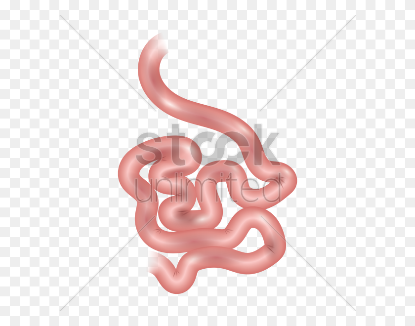 600x600 Small Intestine Of A Human Vector Image - Small Intestine Clipart