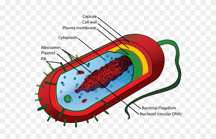 590x480 Small Things Considered Flagellar Motors How A Bacterium Shakes - Microorganisms Clipart