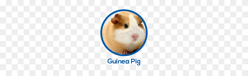 185x200 Small World - Guinea Pig PNG