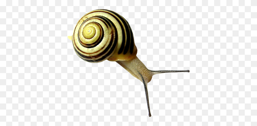 400x354 Snails Png Images Free Download, Snail Png - Snail PNG