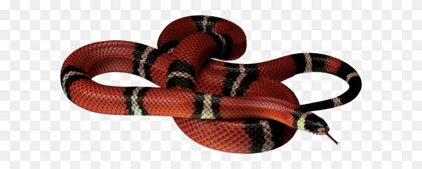 600x276 Snake - Gucci Snake PNG