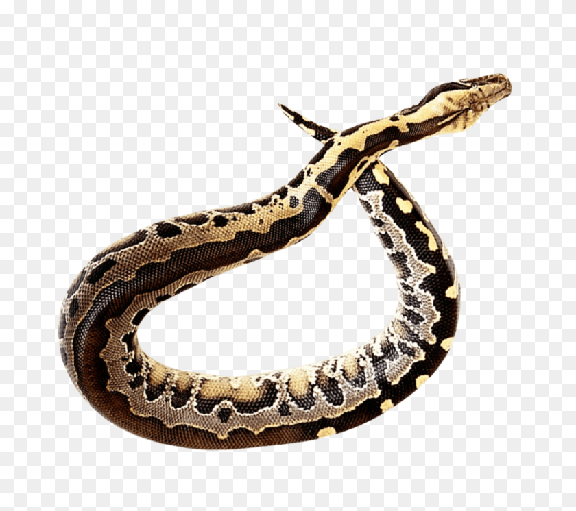 850x748 Snake Png - Snake PNG