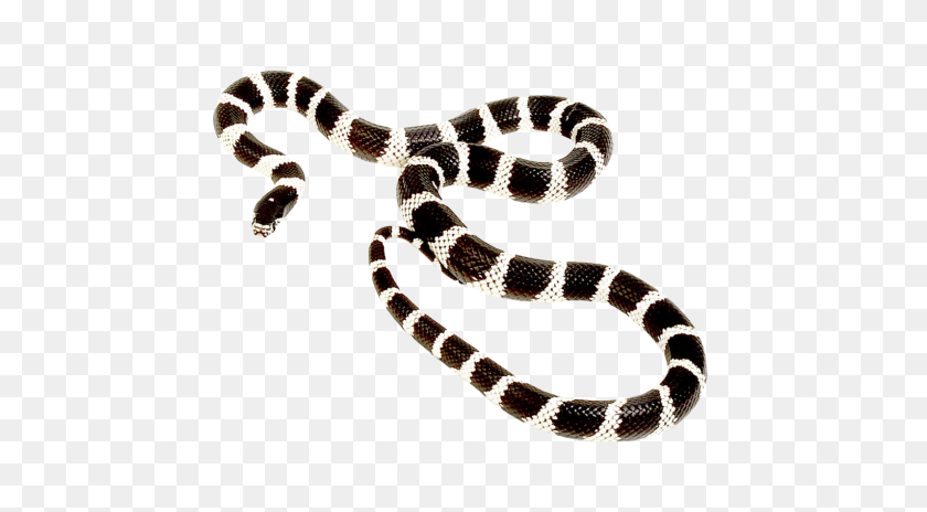 500x404 Snake Png Transparent Image - Rattlesnake PNG