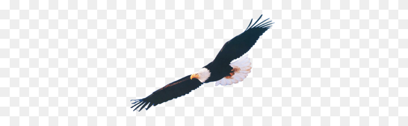 340x200 Imágenes Prediseñadas De Águila Volando - Imágenes Prediseñadas Gratis De Águila
