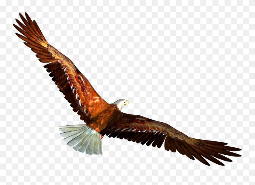 1600x1131 Soaring Eagle Png Clipart - Bald Eagle PNG