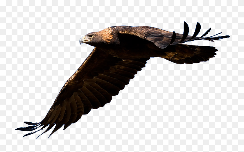 900x535 El Águila Volando La Silueta De Imágenes Prediseñadas De Información De La Imagen - Imágenes Prediseñadas De Águila Volando