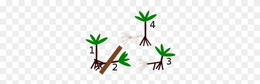 300x212 Socratea Exorrhiza - Клипарт С Листьями Тропического Леса