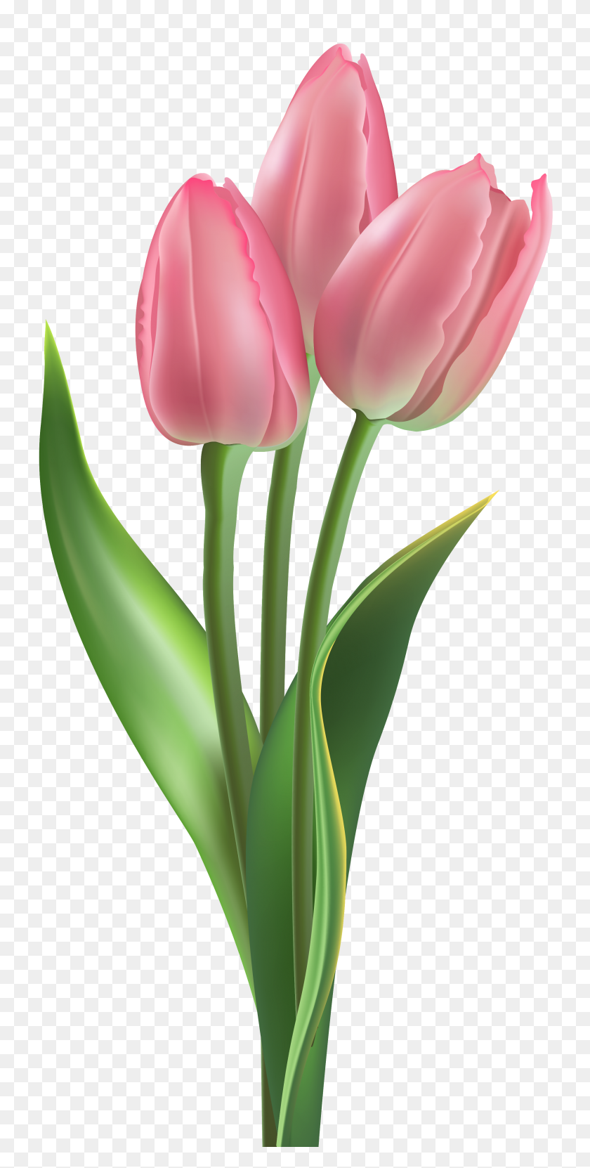 2484x5102 Soft Pink Tulips Png Clipart - Real Flowers PNG