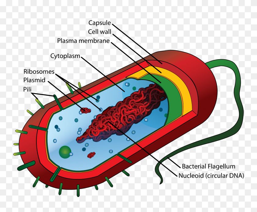 1258x1024 Клипарты Почвенные Бактерии - Микроб Клипарт
