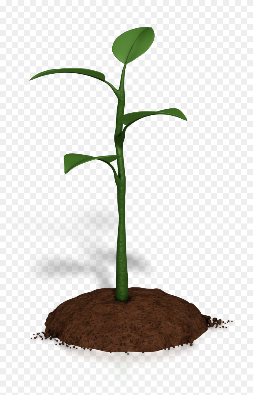 1000x1600 Soil Clipart Plant Growth - Growing Plant Clipart