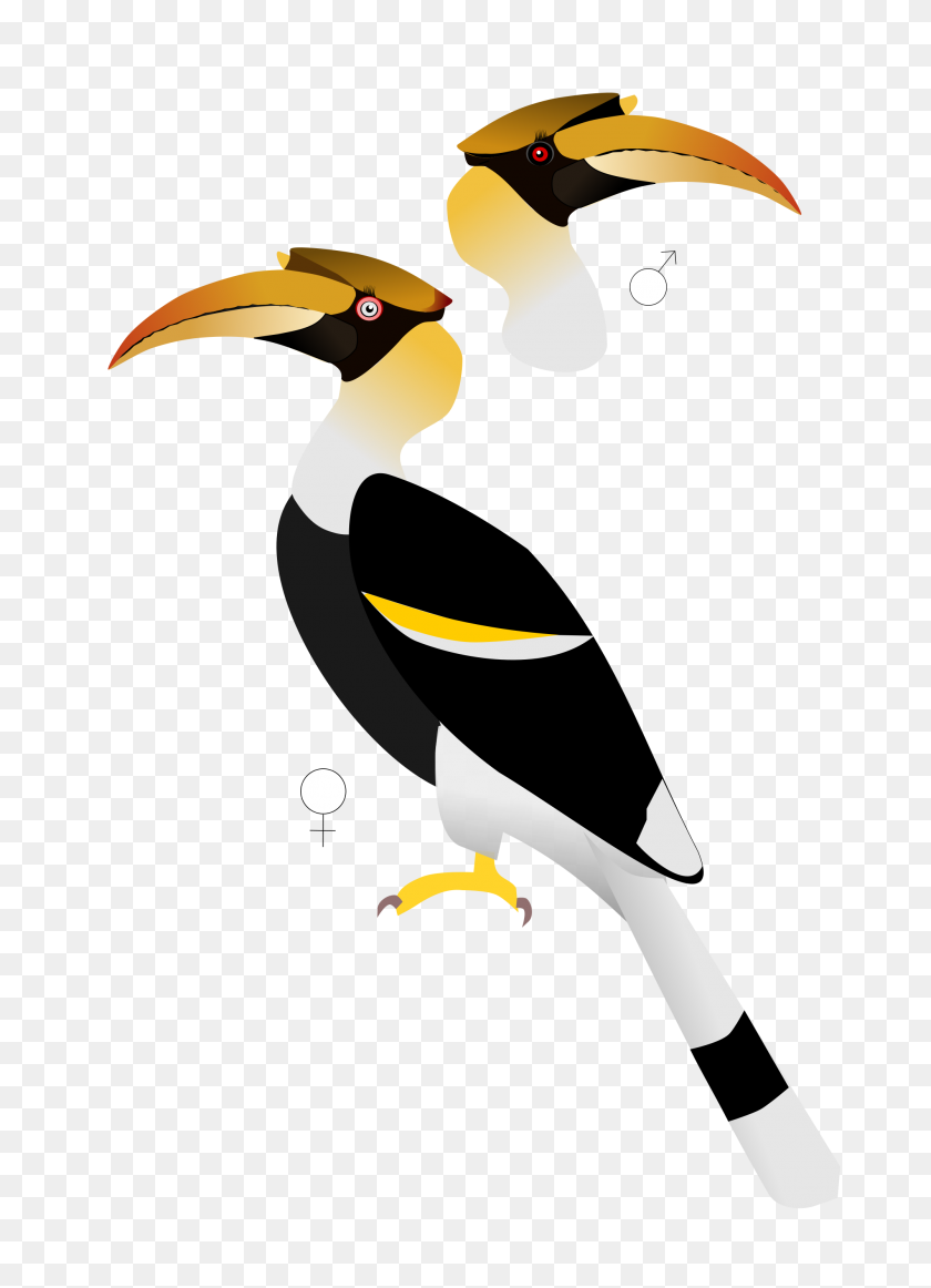 2000x2828 South America Clipart Hornbill - South America PNG