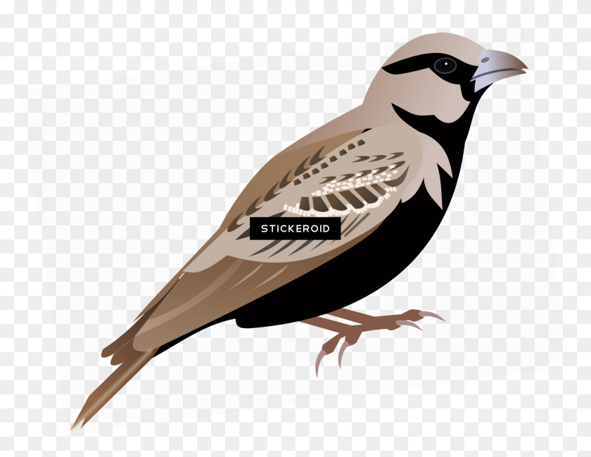 2171x1642 Sparrow Png - Sparrow Clipart Black And White