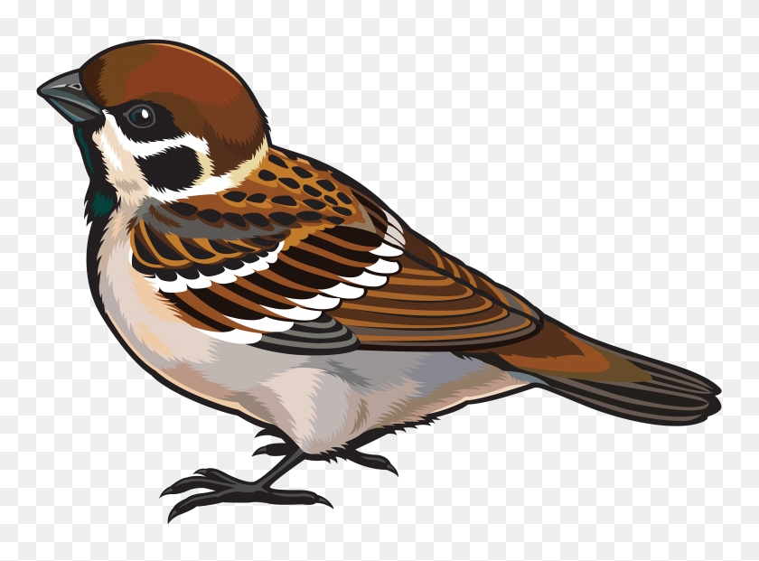 4000x2882 Sparrow Png Clipart - Sparrow Clipart