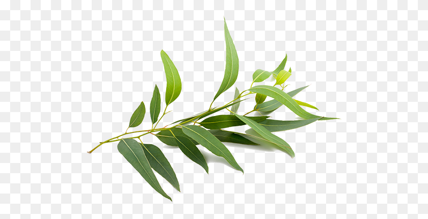 500x370 Special Care Tissues - Eucalyptus PNG