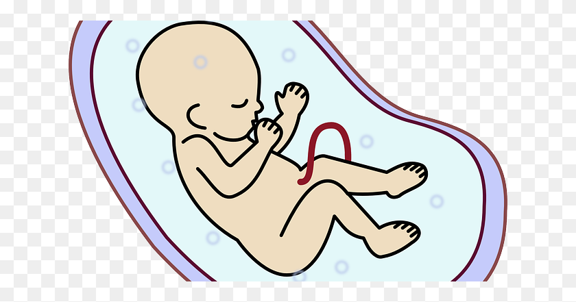 640x381 Oraciones Especiales Para Mi Bebé Por Nacer En El Útero - Baby In Womb Clipart