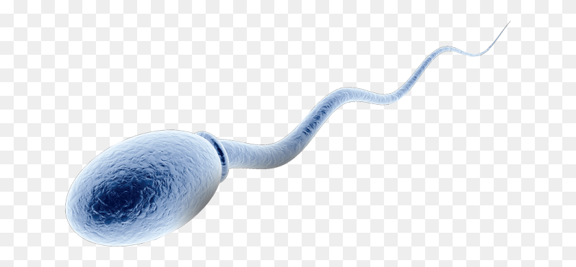 650x330 Sperm Matters - Semen PNG