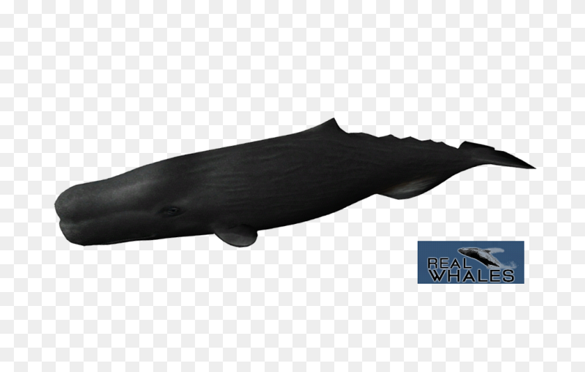 979x597 Sperm Whale - Sperm PNG